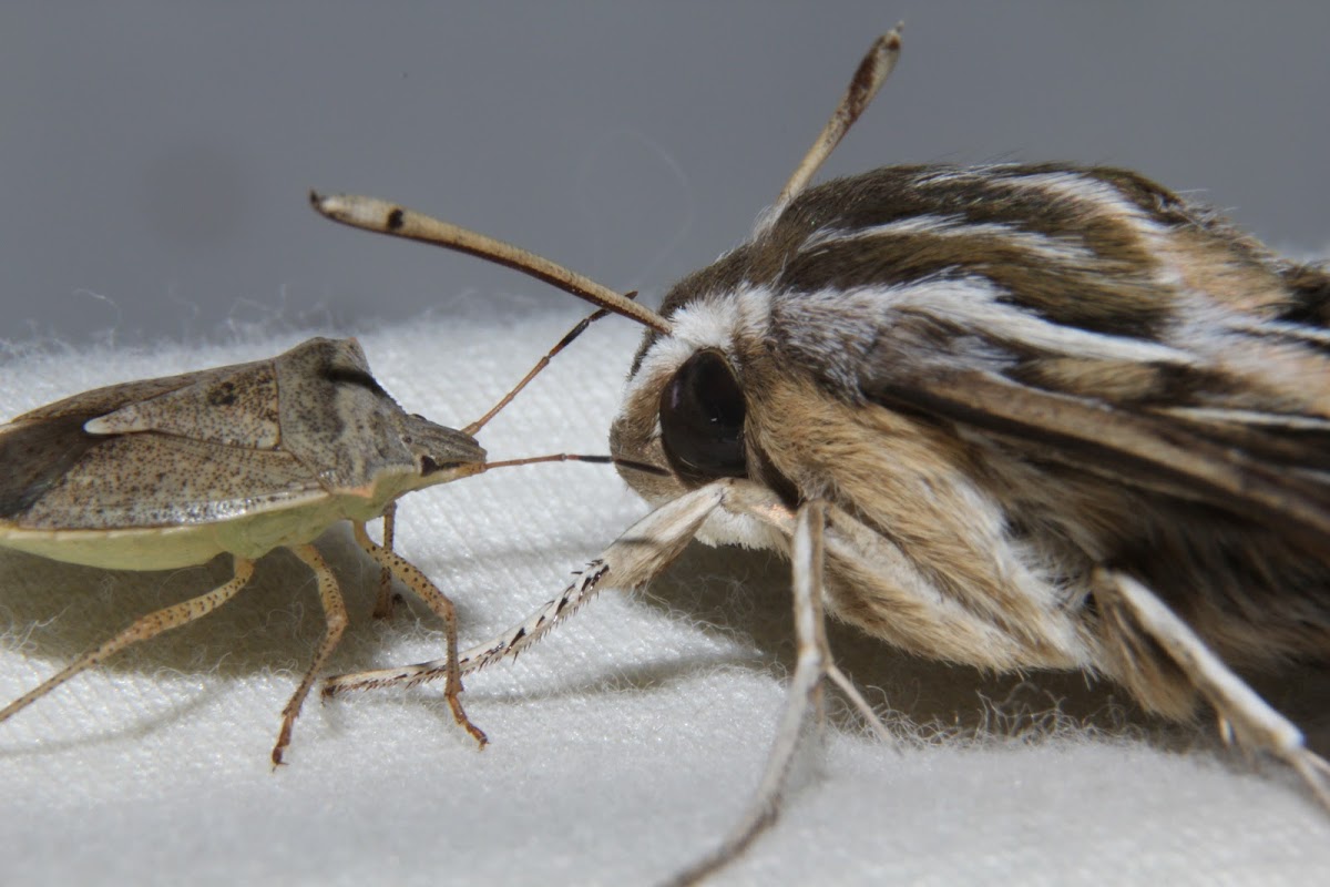 White-lined Sphinx and Stink Bug Interaction