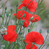 Field poppy