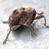 Melaleuca Snout Beetle/Melaleuca Weevil ?