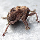 Melaleuca Snout Beetle/Melaleuca Weevil ?