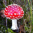 Fungi in the Benelux