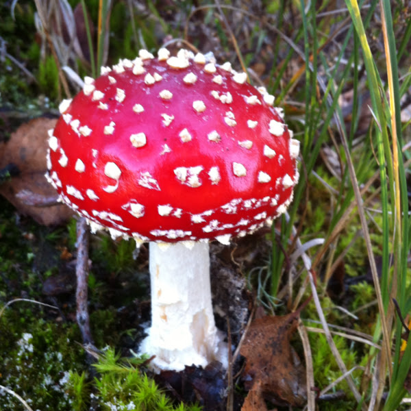 Fungi in the Benelux | Project Noah
