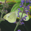 European Cabbage Butterfly