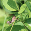 Unknown Grasshopper Nymph