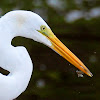 Great White Egret