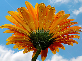 yellow gerber by LADOCKi Elvira - Flowers Single Flower