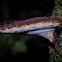 Polyporus melanopus