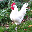 chicken (by the forest)