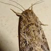 Tobacco Cutworm Moth