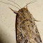 Tobacco Cutworm Moth