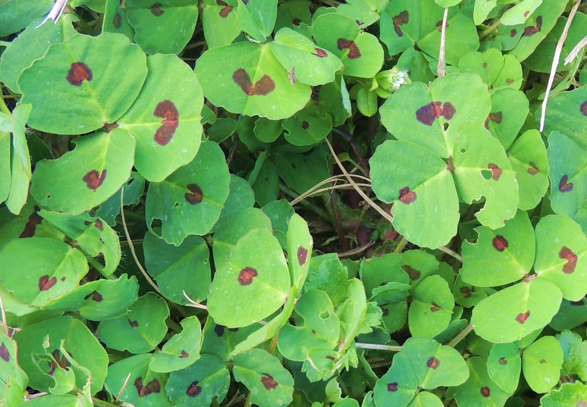red-spotted clover