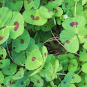 red-spotted clover