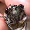 Floury Baker Cicada ?
