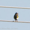 Goldfinch; Jilguero