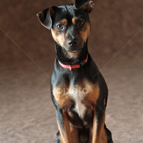 JACK EN EL ESTUDIO by Jose Mata - Animals - Dogs Portraits