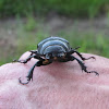 stag beetle(female)