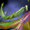 Photina mantis (young female)