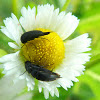 Tumbling Flower Beetles  ♂ ♀