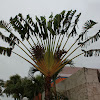 Travelor's Palm
