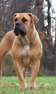 购买boerboel壁纸(圖2)-速報App