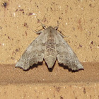 Seraph Moth