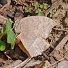 Goatweed leafwing butterfly