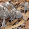 coprinus micaceus