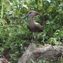 Hamerkop