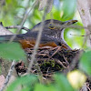 Sabiá-laranjeira (Rufous-bellied Thrush)