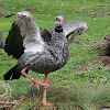 (Crested) Southern Screamer