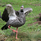 (Crested) Southern Screamer
