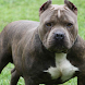 Pitbull Slideshow Wallpaper