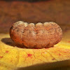 Lagarta-rosca / Cutworm larvae