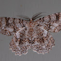 Tulip-tree Beauty Moth