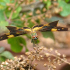 Common Picture Wing (Female)