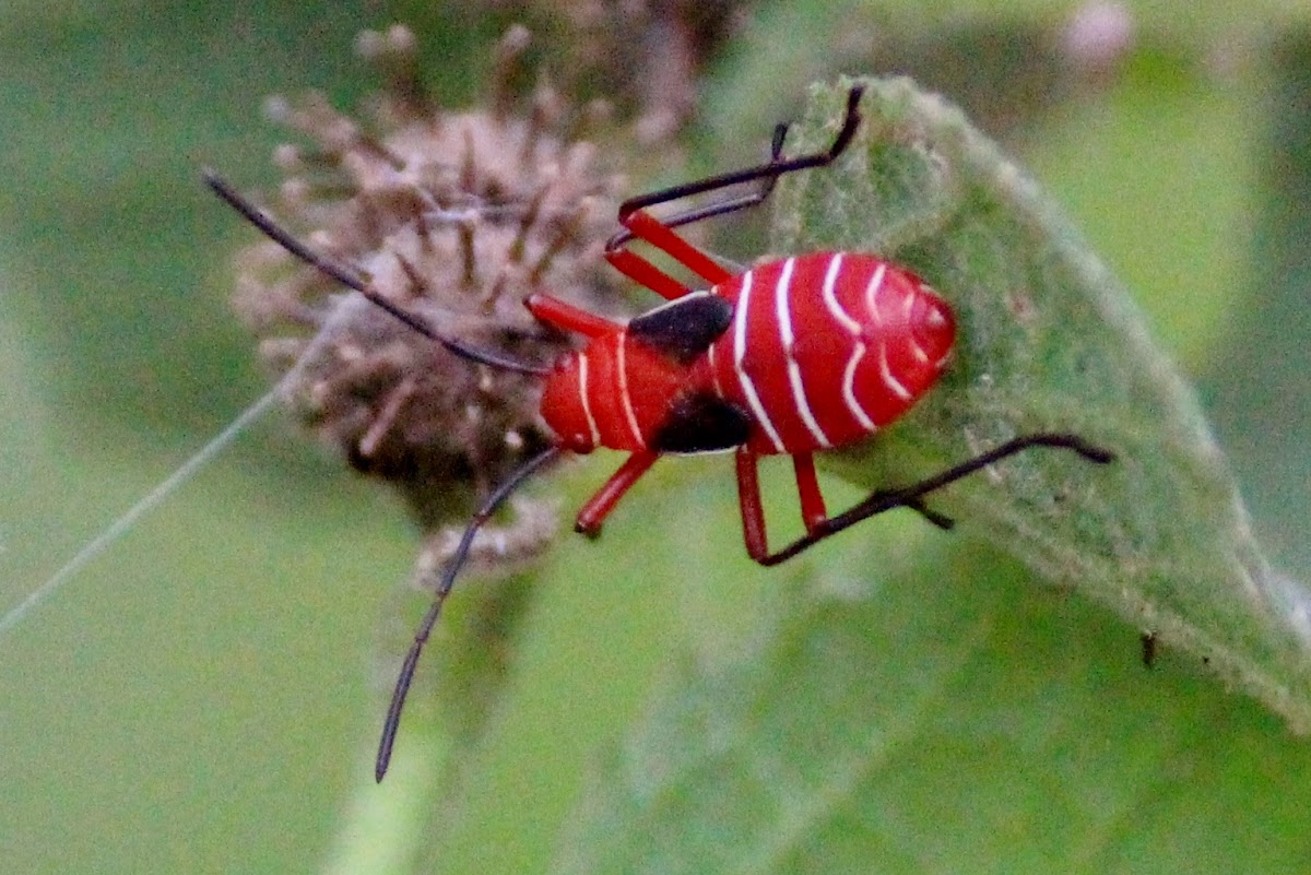 Cotton Stainer Nymph
