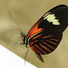 Erato Longwing