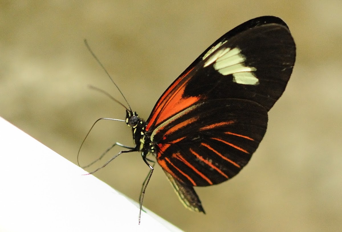 Erato Longwing