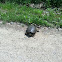 Snapping turtle