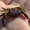 Unknown Crab