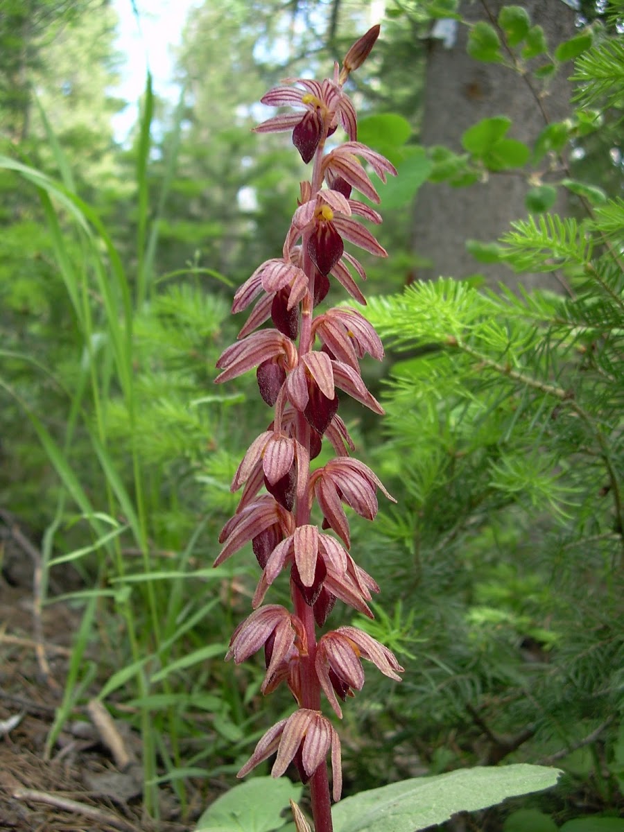 Striped coralroot orchid