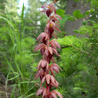 Striped coralroot orchid