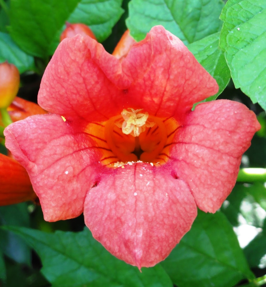 Trumpet Vine Project Noah