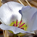 Sego Lily