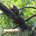 White-faced saki