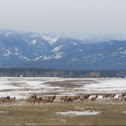 A herd of elk
