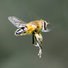 European hoverfly