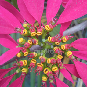 by Yudya Daton - Flowers Single Flower