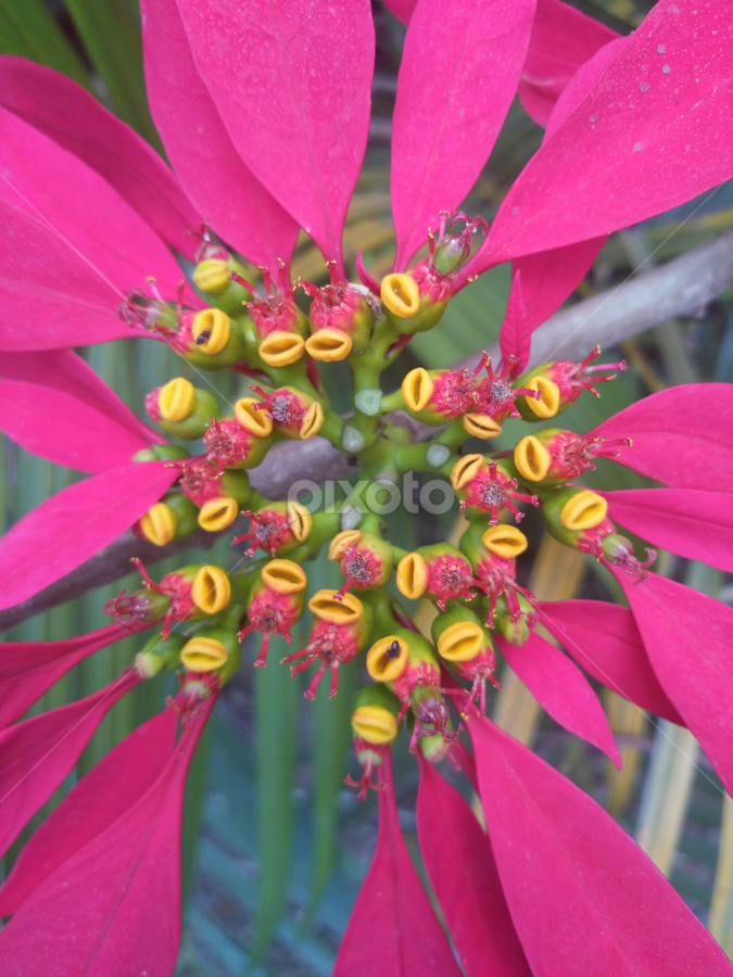 by Yudya Daton - Flowers Single Flower