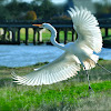 Great White Egret or Heron